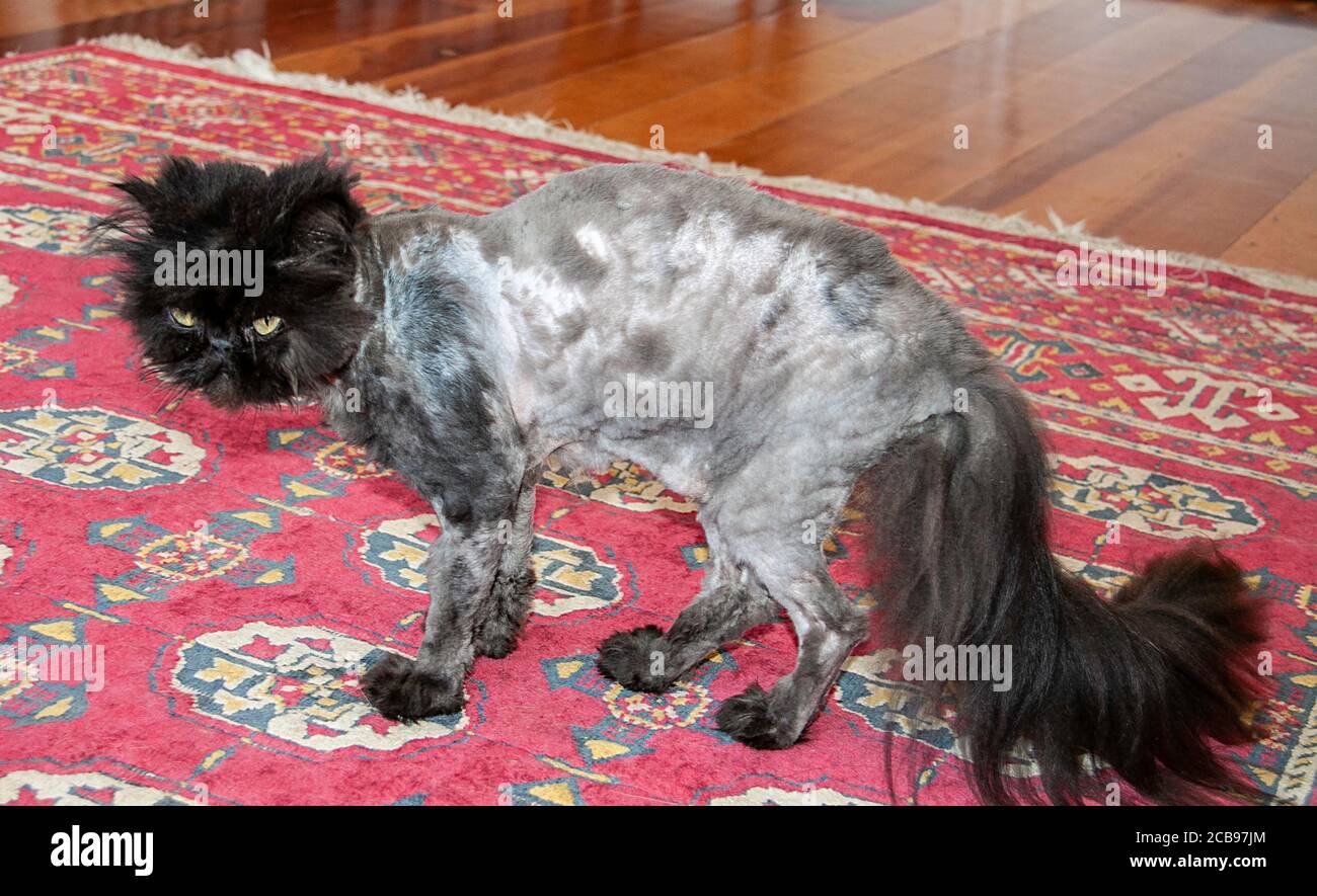 Cat matting hair hires stock photography and images Alamy