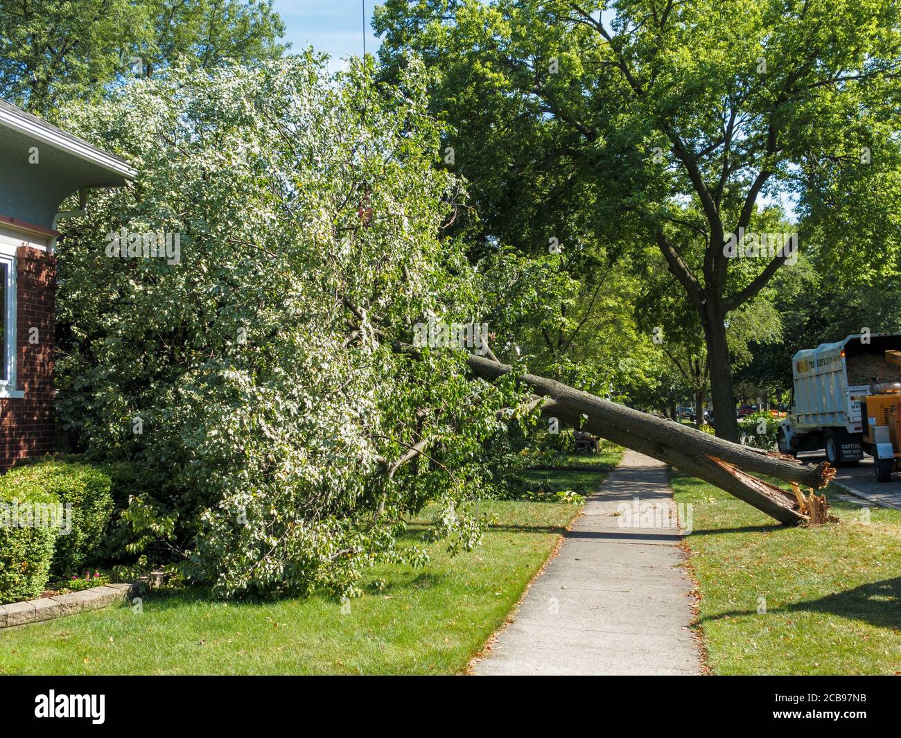 Tree blown down onto a house by the derecho of 10th August, 2020. Oak Park, Illinois. Stock Photo