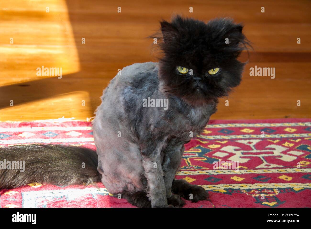 Shaved young purebred Persian cat after having to be shaved to remove matting Stock Photo