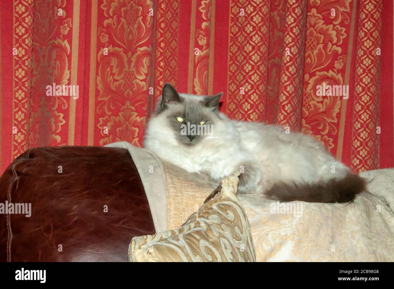 Pedigree rag doll cat lying on the top of the couch Stock Photo
