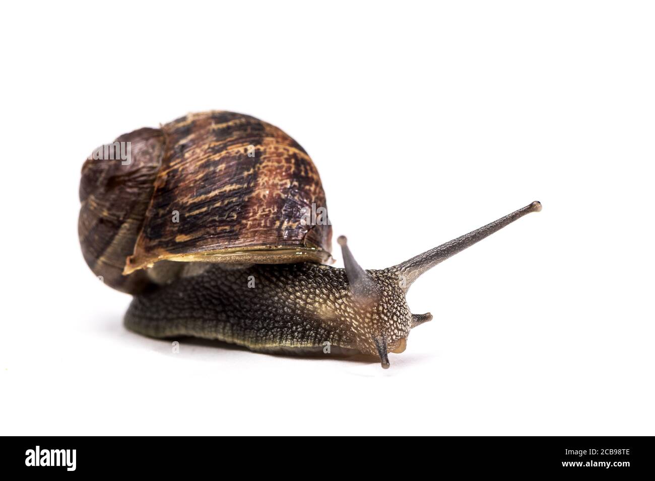 Garden Snail crawling on white backgroun Stock Photo - Alamy