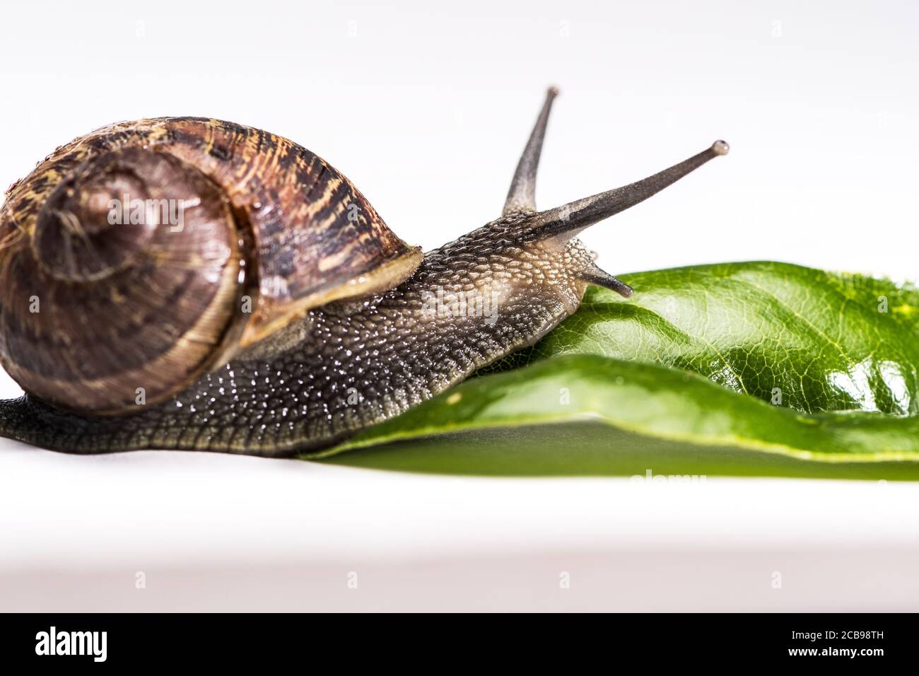 Garden Snail crawling towards green leaf on hite background Stock Photo ...