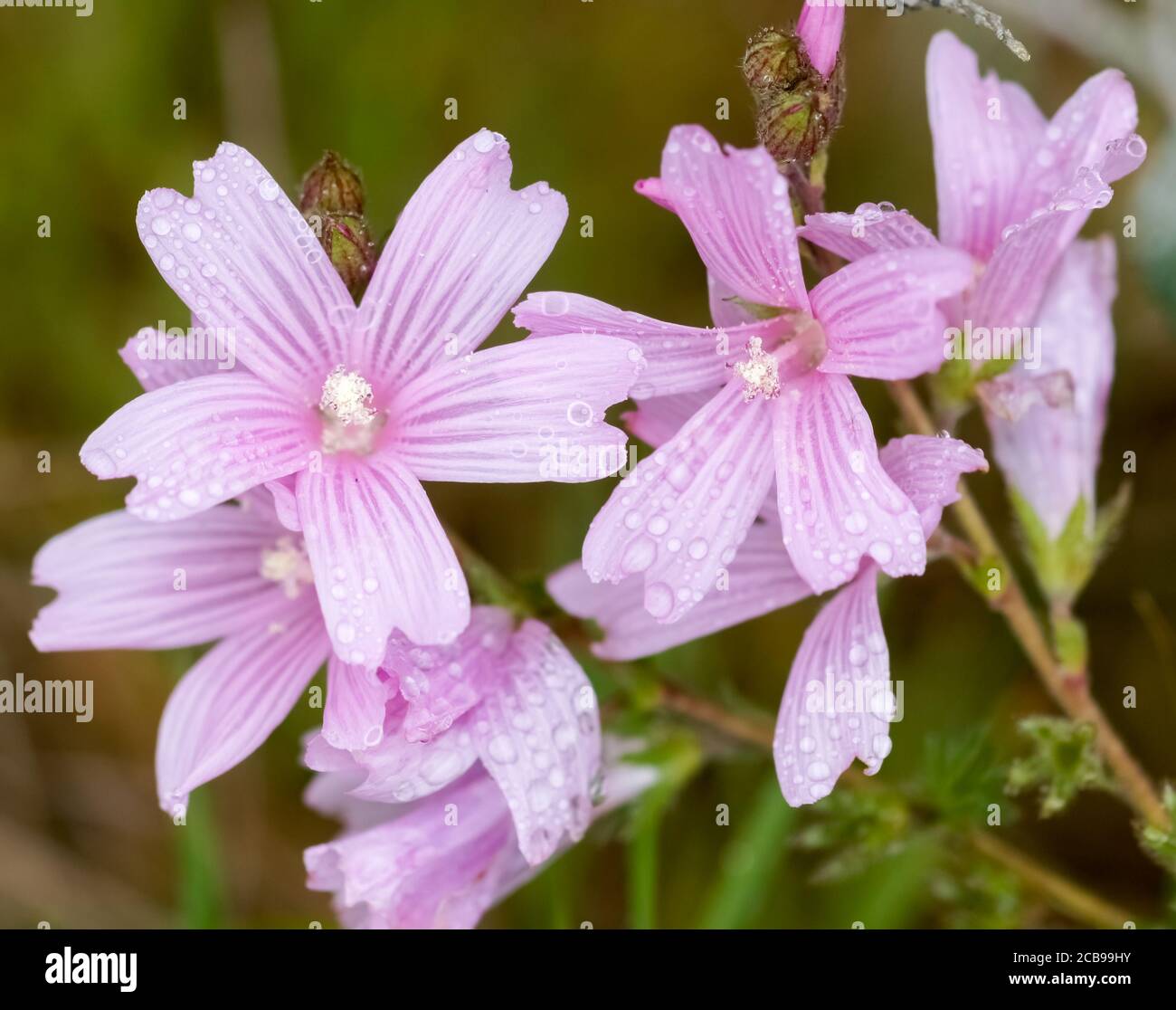 Malva covered in raindrops in bloom. Stock Photo