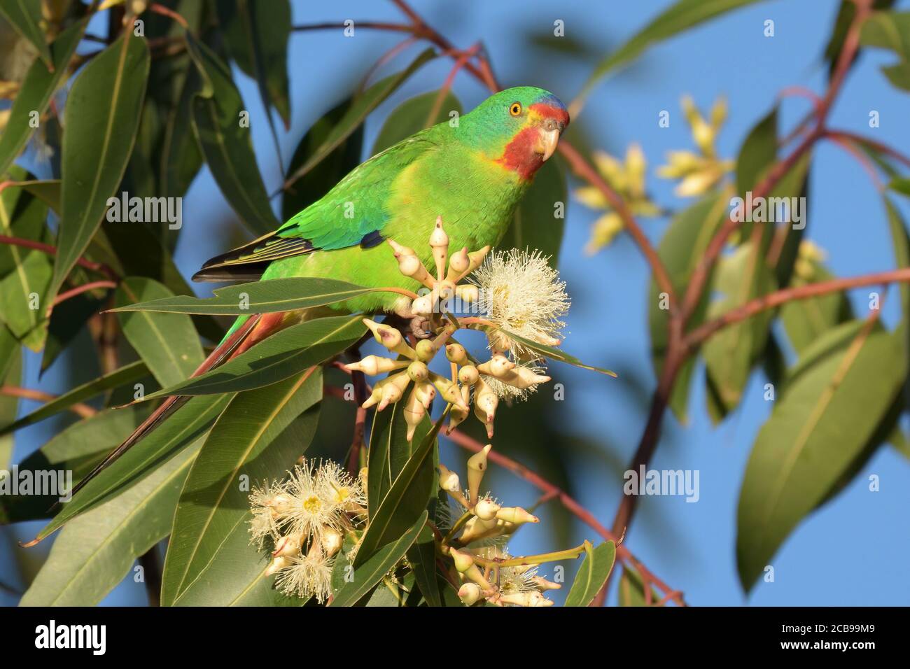 A critically endangered Swift Parrot (Lathamus discolor) in a flowering Eucalyptus robusta (swamp mahogany) in NSW Australia Stock Photo