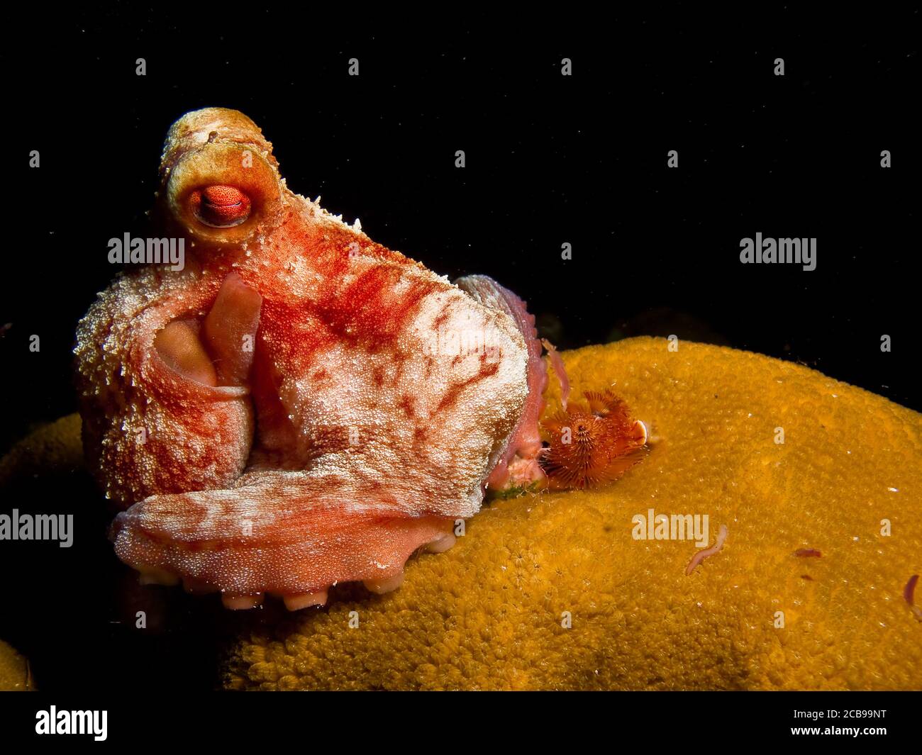 Octopus from the caribbean sea,  Riviera Maya, Mexico. Stock Photo