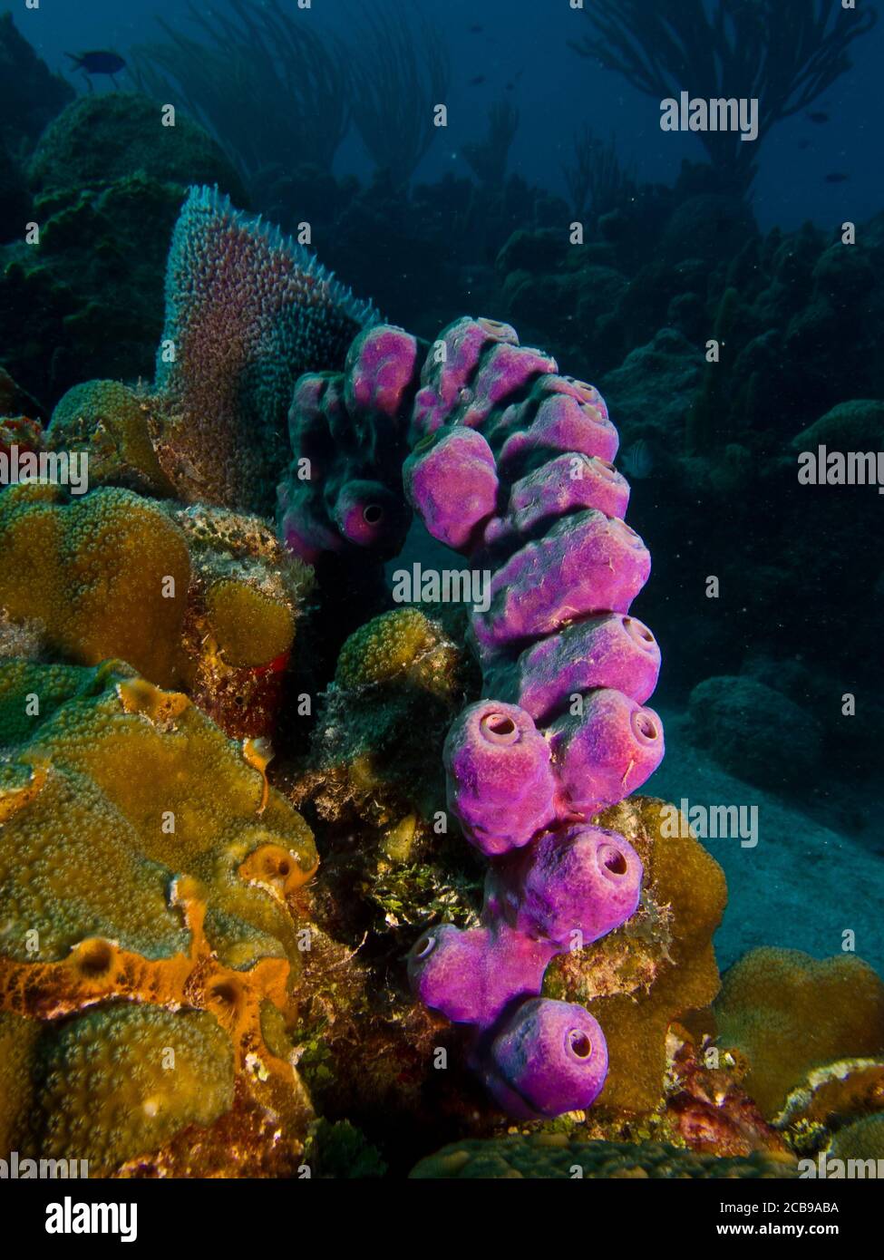 sponges from the coral reefs of the mesoamerican barrier. Mayan Riviera