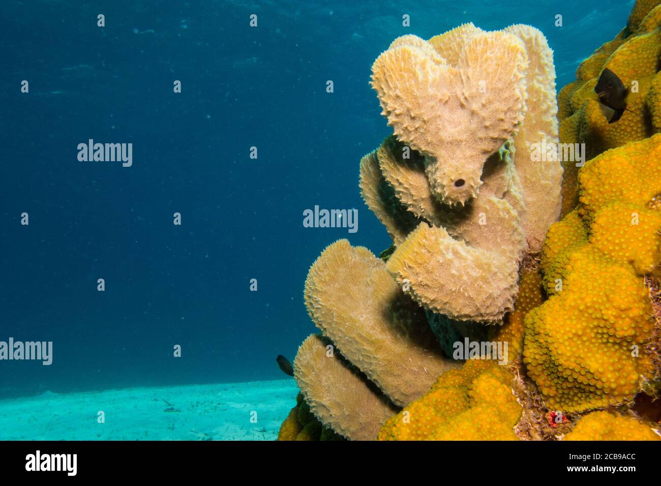 sponges from the coral reefs of the mesoamerican barrier. Mayan Riviera