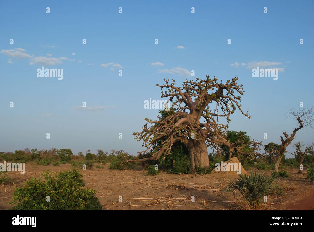 A large baobab tree stands on the edge of a farmer's field in Niger ...