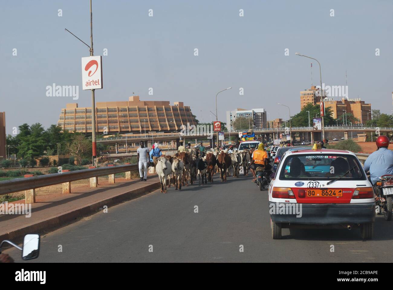 A herd of cattle slows traffic on the Kennedy Bridge over the Niger River heading into downtown Niamey, the capital city of Niger Stock Photo