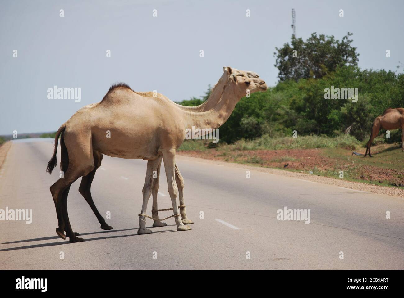 A pair of hobbled camels cross the highway in Niger, West Africa. Stock Photo