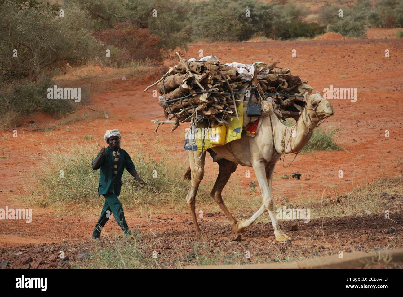 An African herder walking beside a camel loaded with firewood, in Niger. Stock Photo