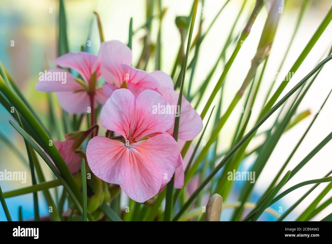 close up, pink pelargonium zonale flower with green leaves on a light background Stock Photo