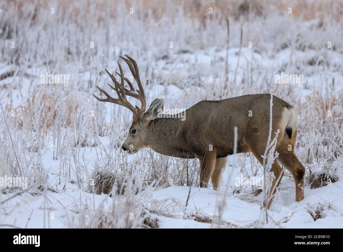 The mule deer Odocoileus hemionus is a deer indigenous to western North America; it is named for its ears, which are large like those of the mule Stock Photo