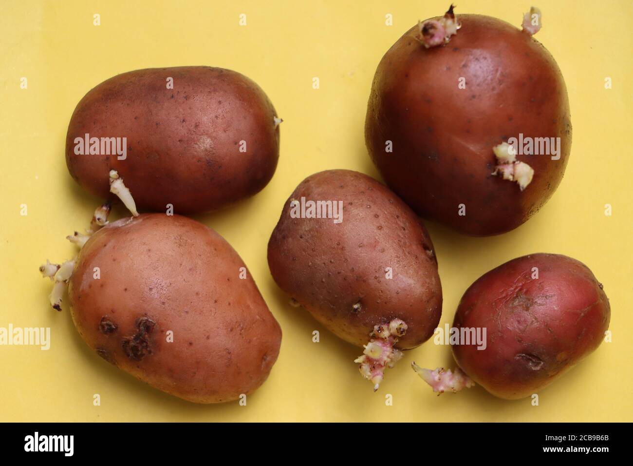 Background of potatoes for planting with sprouted shoots, top view.  Sprouted old seed potatoes. Lots of red, white and yellow sprouted potatoes  for planting. Potato tuber seedlings. flat layout. 8286325 Stock Photo