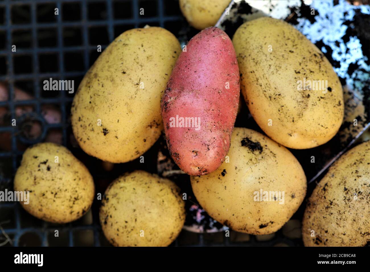 Mixed yellow and red potatoes after harvest Stock Photo - Alamy