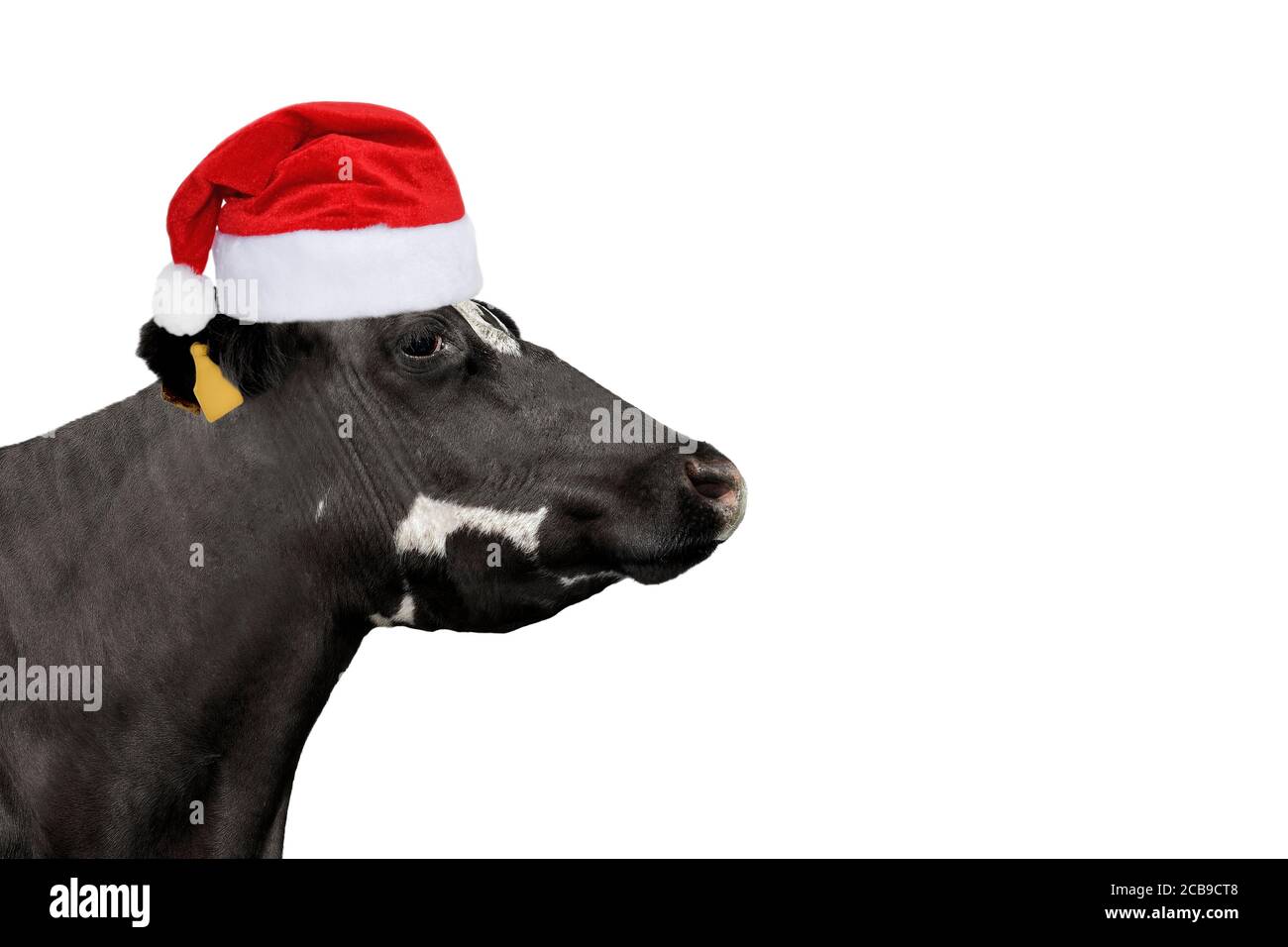 Funny cow in Christmas or Santa Claus hat isolated on white. Black cow  portrait isolated on white. Farm animals. Christmas Banner with copy space.  Cow Stock Photo - Alamy
