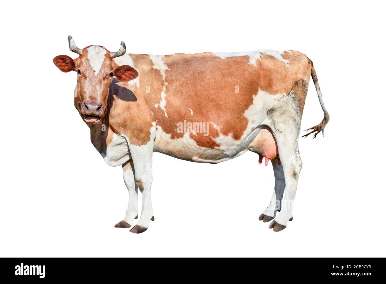 Cow isolated on white. Talking red and white cow. Funny curious cow. Farm animals. Cow, standing full-length in front of white background Stock Photo - Alamy Cow isolated on white. Talking red and white cow. Funny curious cow. Farm animals. Cow, standing full-length in front of white background Stock Photo - Alamy
