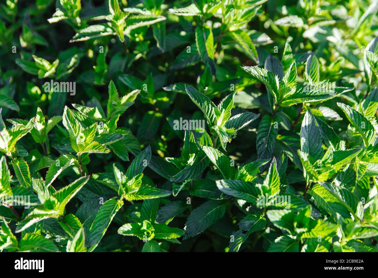Green juicy fragrant mint. Organic mint cultivation. Mint in the sunlight Stock Photo