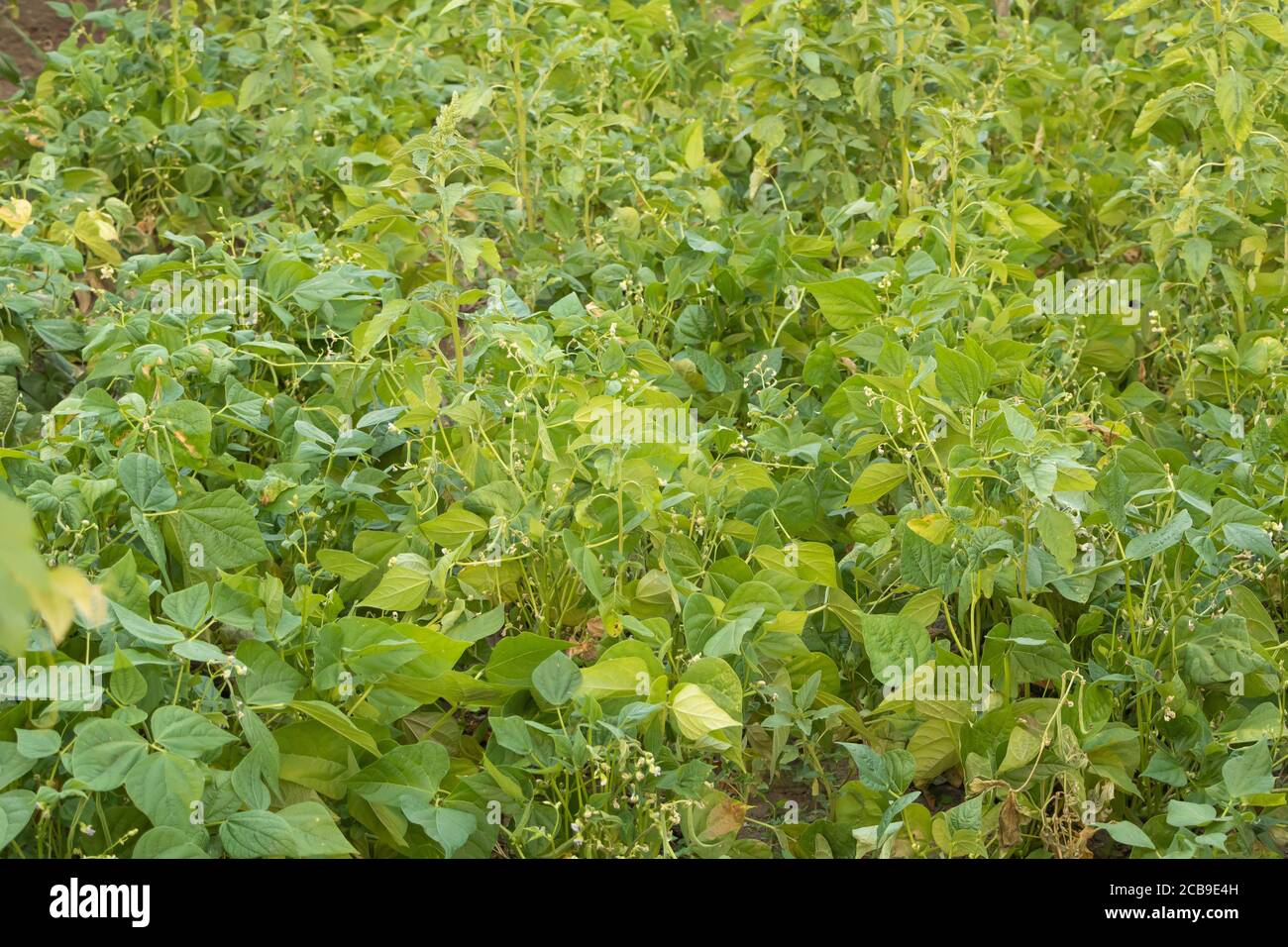Bean field in vegetation. How to grow beans at home Stock Photo Alamy