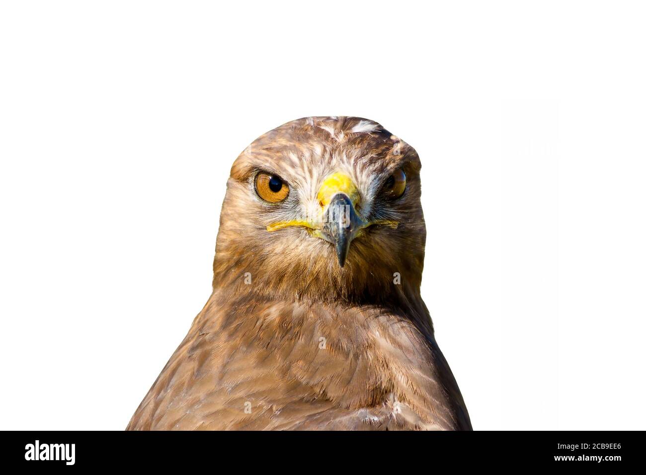 Isolated wild bird. White foggy background. Bird: Long legged Buzzard ...