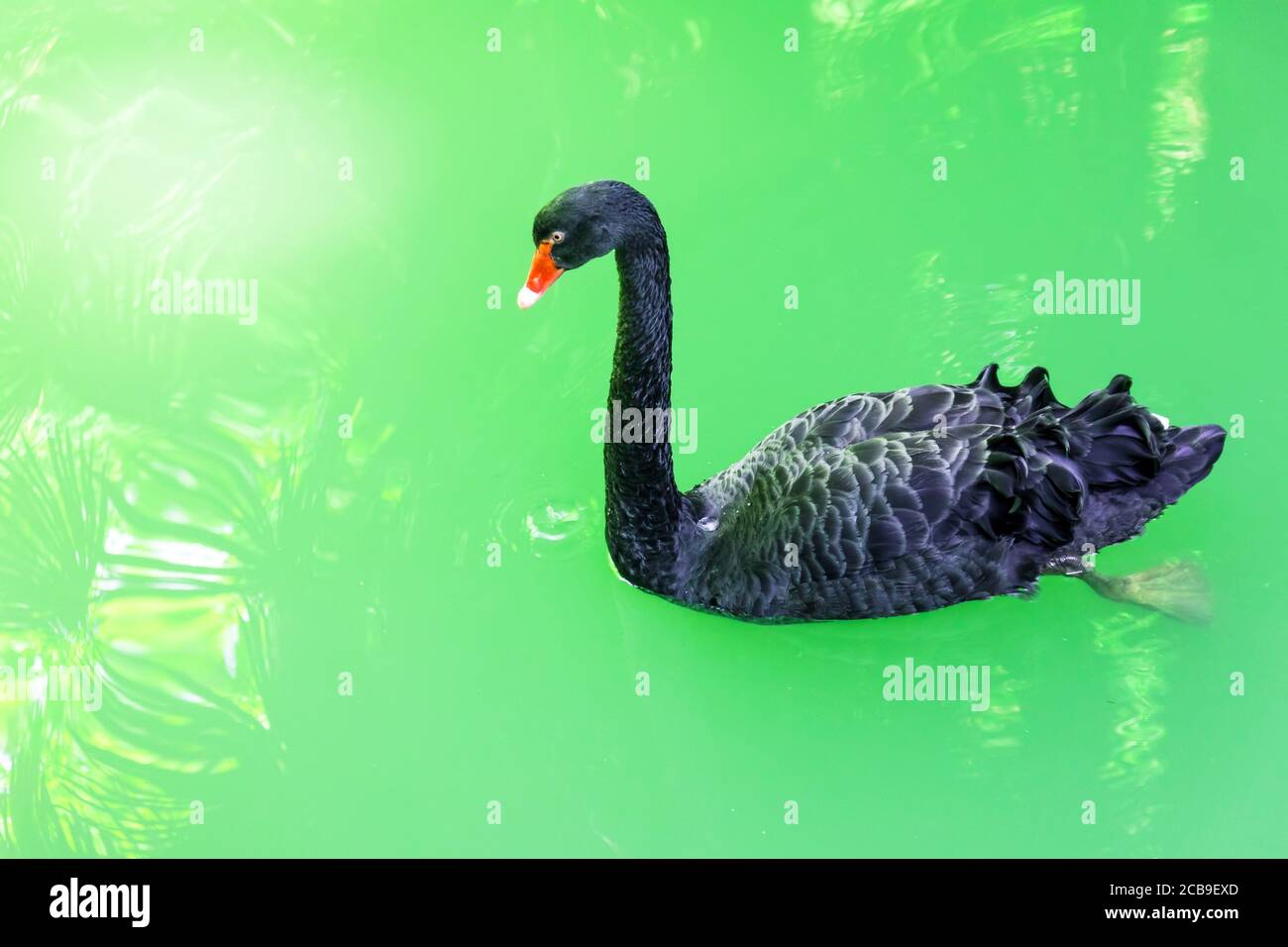 Black swan in a tropical pond with green turquoise water Stock Photo