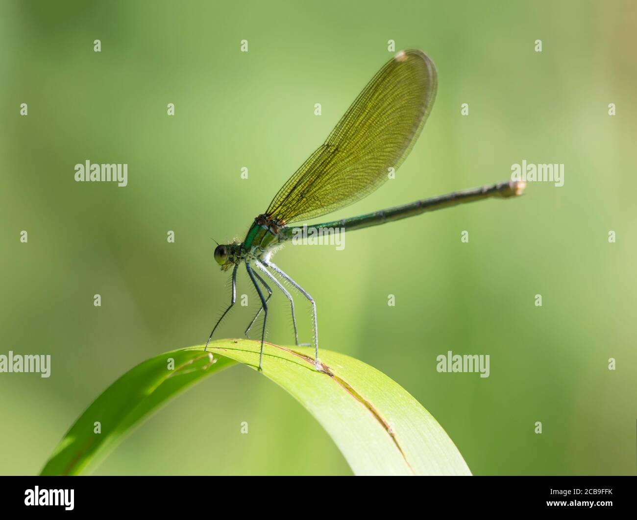 Macro of female Banded Demoiselle, Calopteryx splendens resting on a green leaf. Damselfly of family Calopterygidae. Selective focus, green bokeh Stock Photo