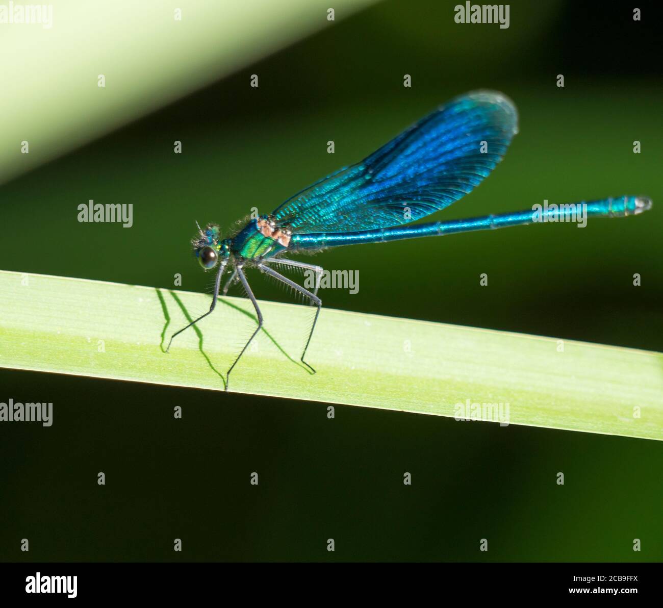 Macro of male Banded Demoiselle, Calopteryx splendens resting on a green leaf. Damselfly of family Calopterygidae. Selective focus, green bokeh Stock Photo