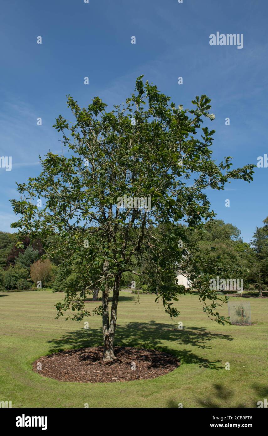 Summer Foliage of a Deciduous Sargent Oak Tree (Quercus x sargentii