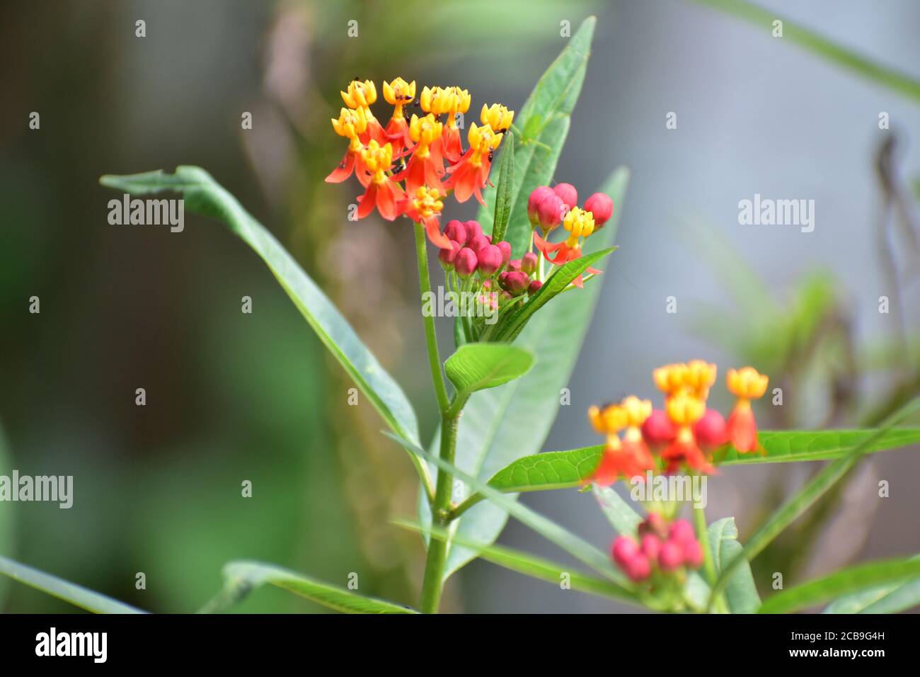 Mexican butterfly weed flowering plants with colorful flowers in red and yellow colors . Small ants have sat on the flower Stock Photo