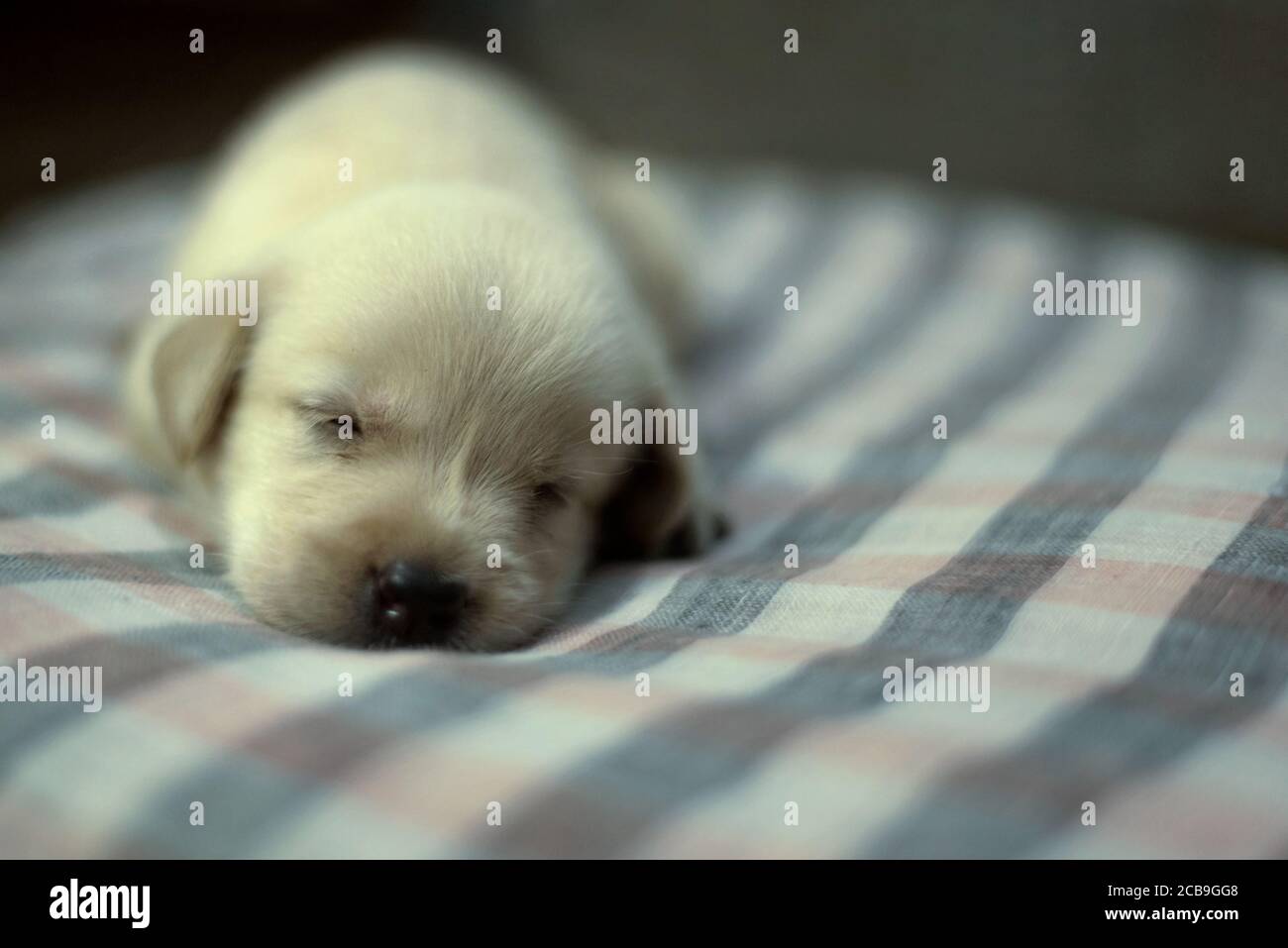 One month old Labrador Puppy sleeping Stock Photo Alamy