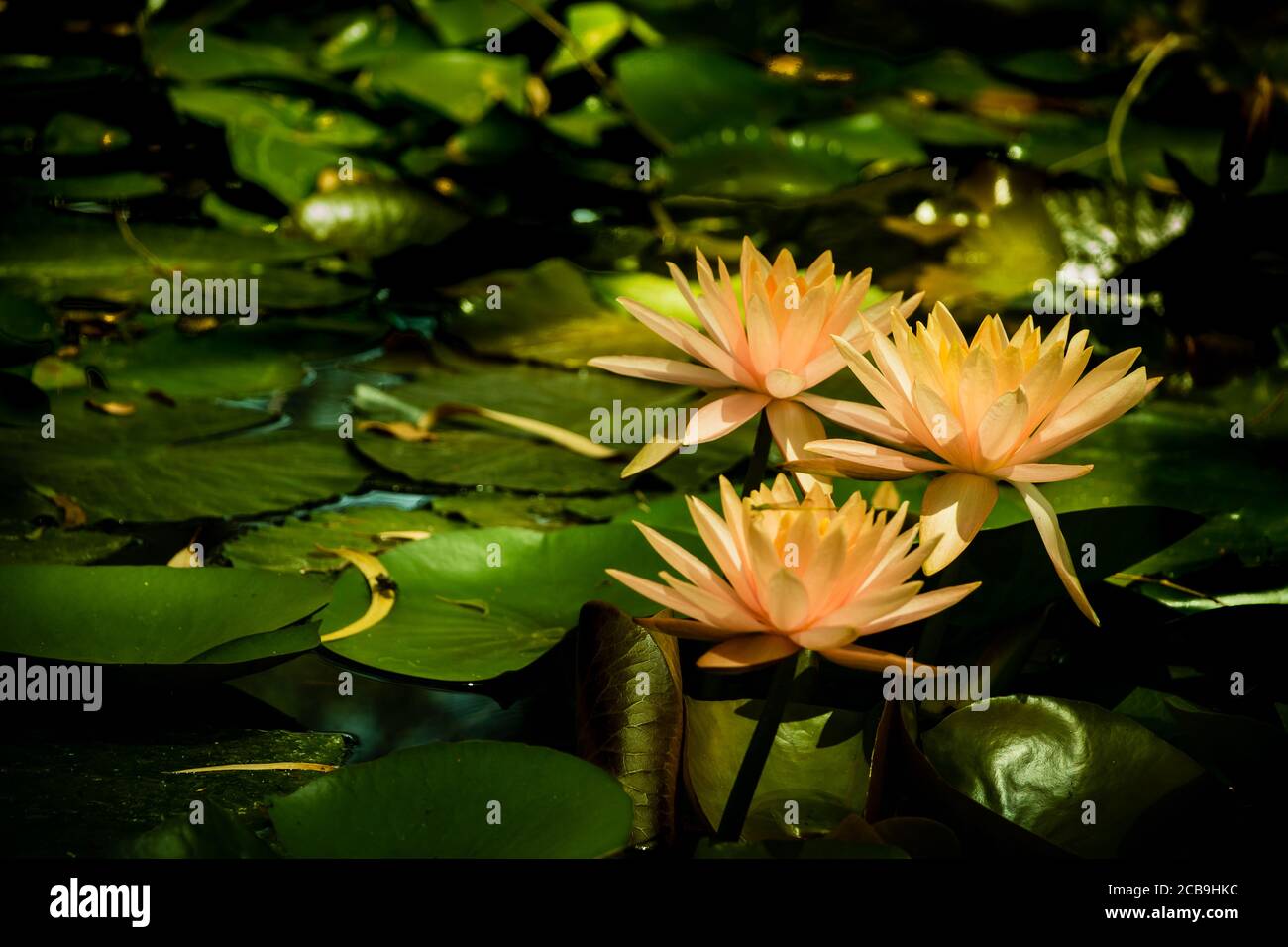 Golden Yellow color bunch of lotus flower in a pond Stock Photo