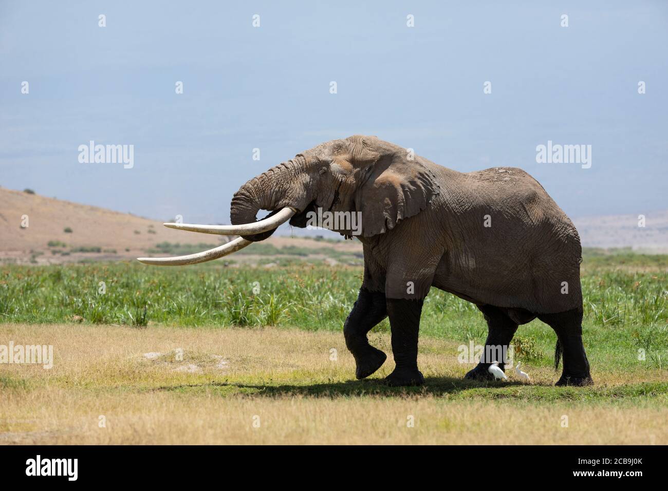 Big elephant with huge tusks walking in open green plains of Amboseli Kenya Stock Photo