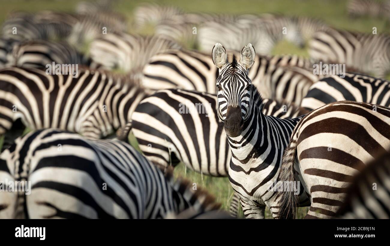 Zebra herd grazing with one adult zebra looking alert straight at camera in Serengeti National Park Tanzania Stock Photo
