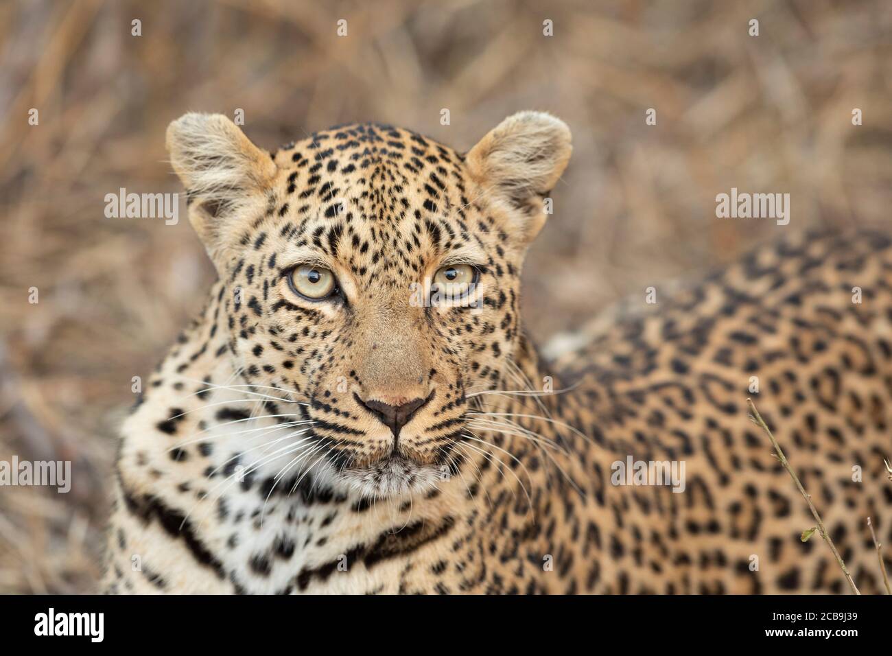 Close up on leopard face with big eyes in Kruger Park South Africa Stock Photo