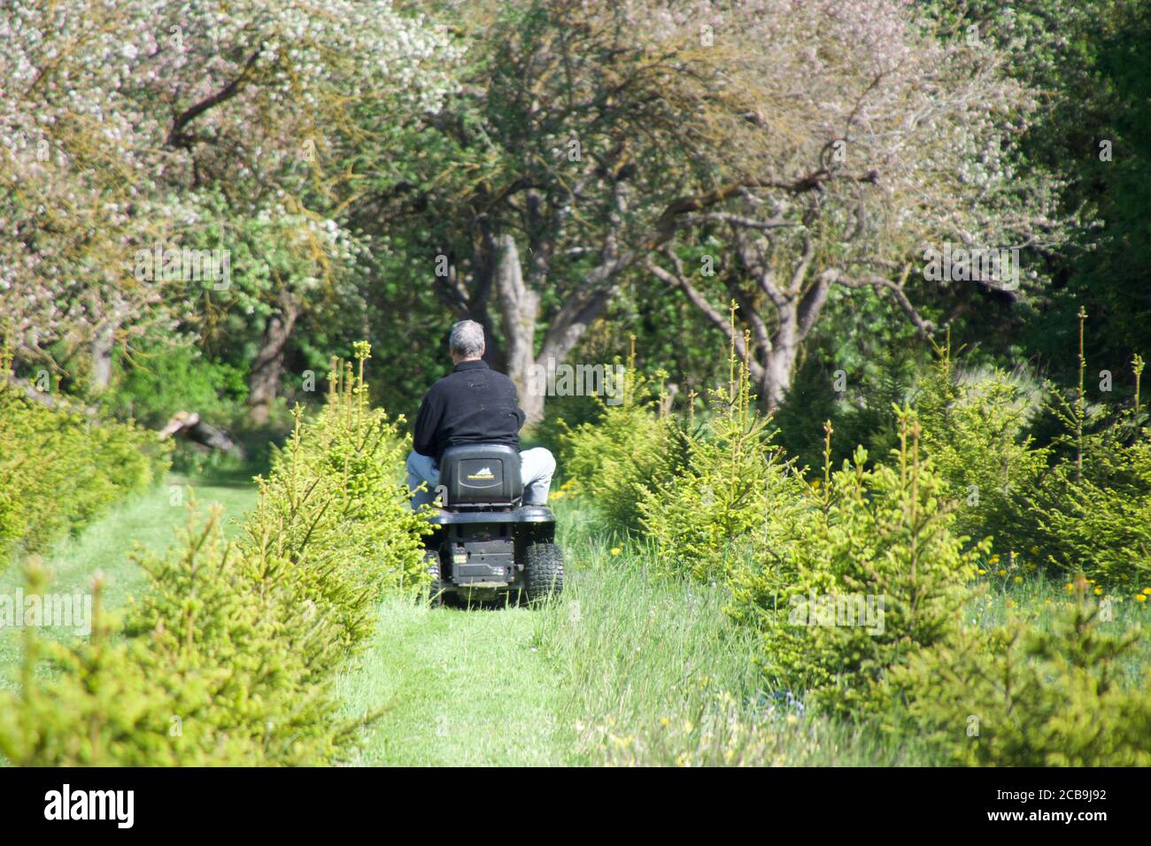 grandpa mowing lawn Stock Photo