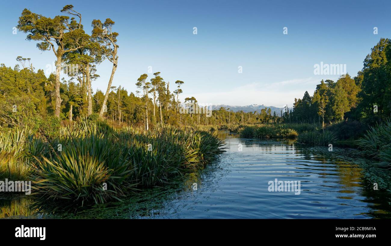Kahikatea native trees in a Wetland creek leading to Lake Mahinapua, Hokitika, west coast, south island, New Zealand. Stock Photo