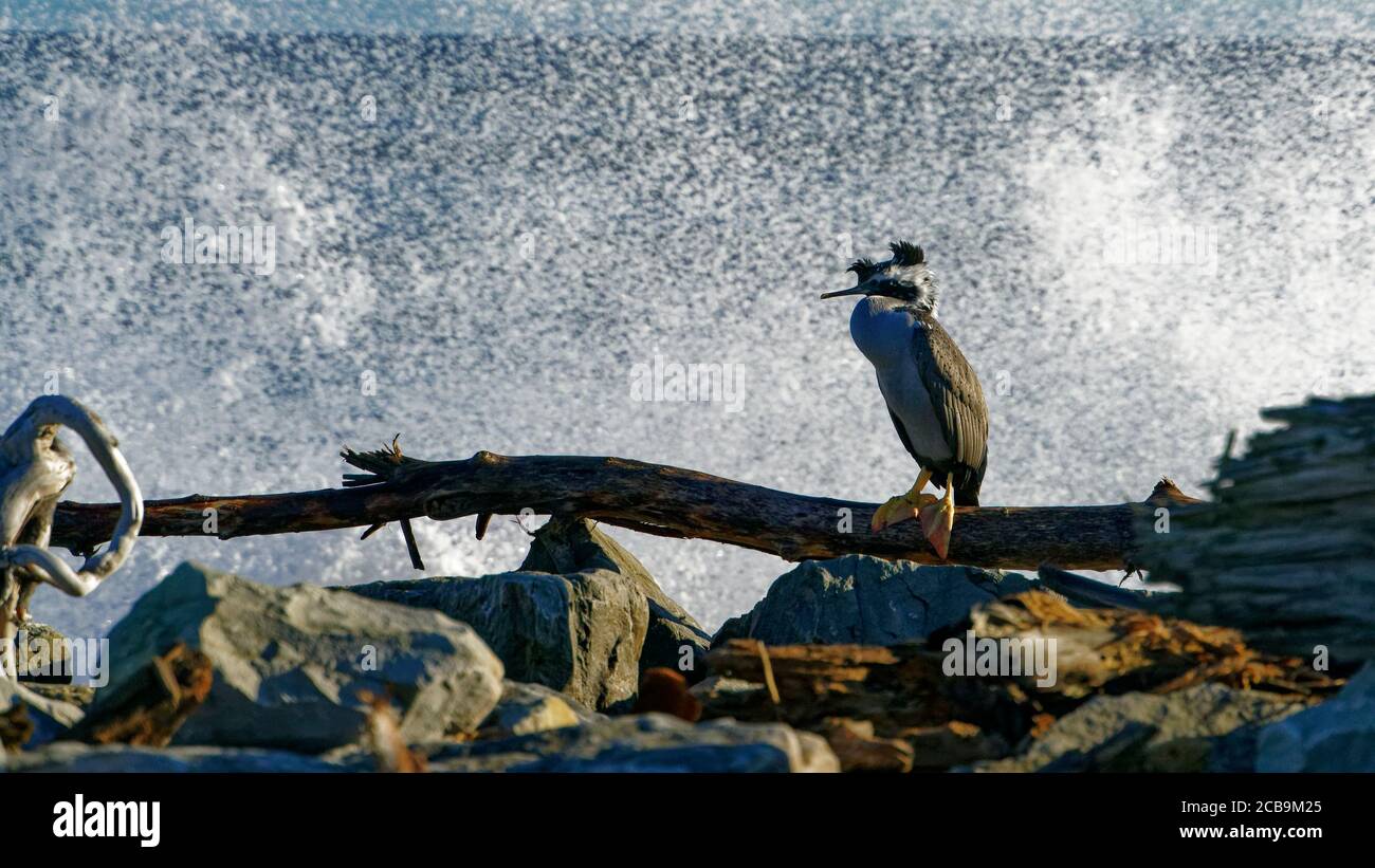 Spotted shag resting and drying off in the sun on the sea front at Hokitika, west coast, south island, New Zealand. Stock Photo