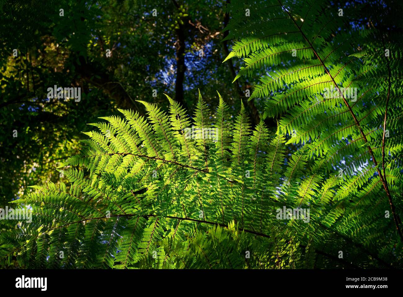 Backlit fern leaves, with symmetrical fronds, native bush, west coast, south island, New Zealand. Stock Photo