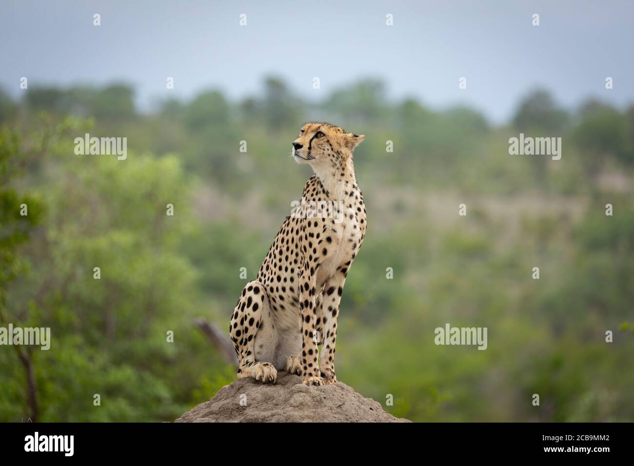 Cheetah sitting on a termite mound looking up and showing alertness in Kruger Park South Africa Stock Photo