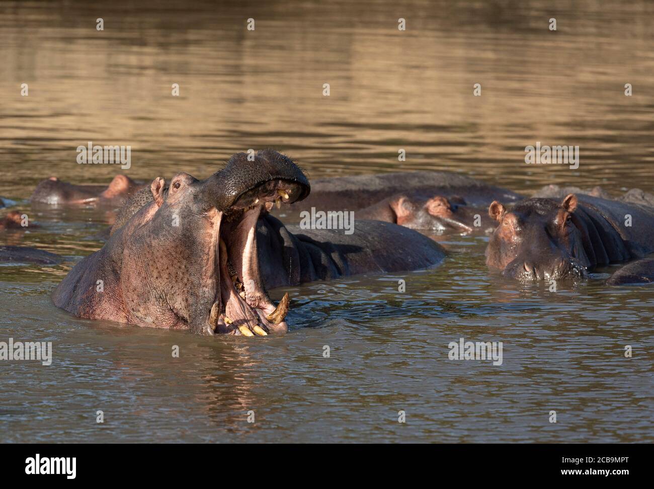 Hippo yawning sitting in water in Masai Mara Kenya Stock Photo