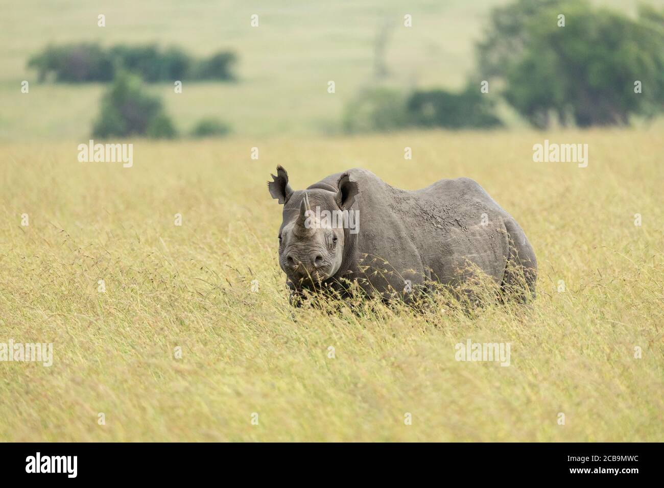 Black rhino standing in tall yellow grass head on in Masai Mara Kenya Stock Photo
