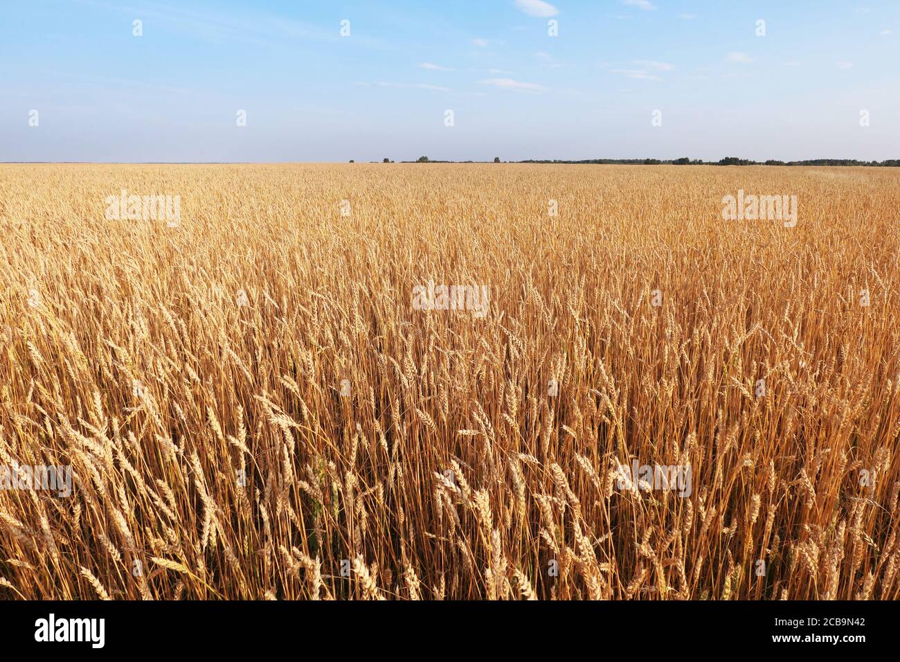 Golden wheat field under blue sky Stock Photo - Alamy
