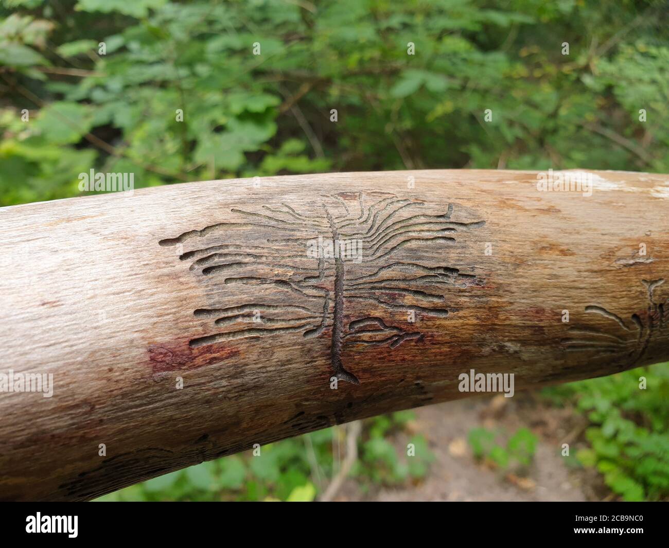 European spruce bark beetle marks on wood. Weird marks of pupa eating wood in the forest Stock Photo