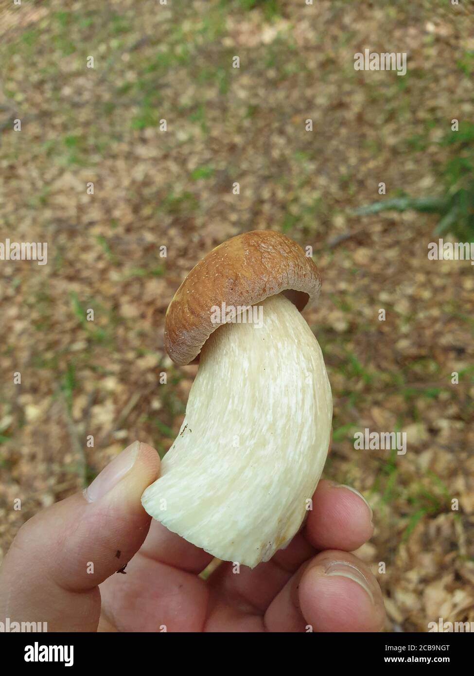 Fresh tasty edible Boletus mushroom in hand, picked from forest ground. Bolete mushroom in natural environment (Bay bolete - Imleria badia - Boletus B Stock Photo