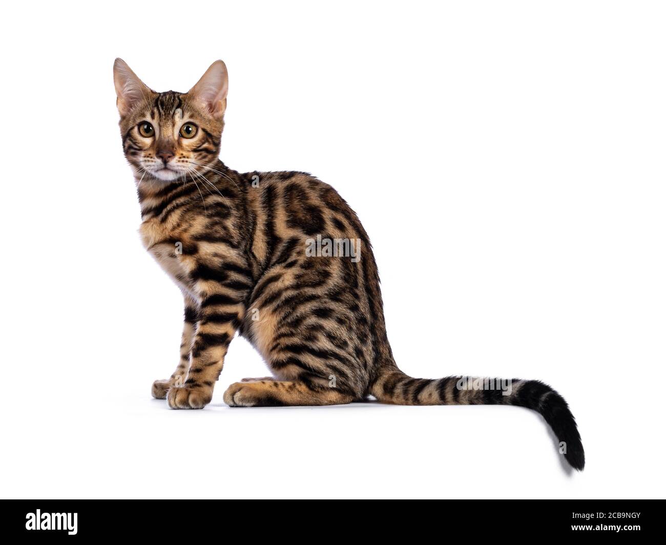 Young  bengal cat kitten, sitting side ways. Looking at camera with greenish eyes. Isolated on white background. Tail hanging over edge. Stock Photo