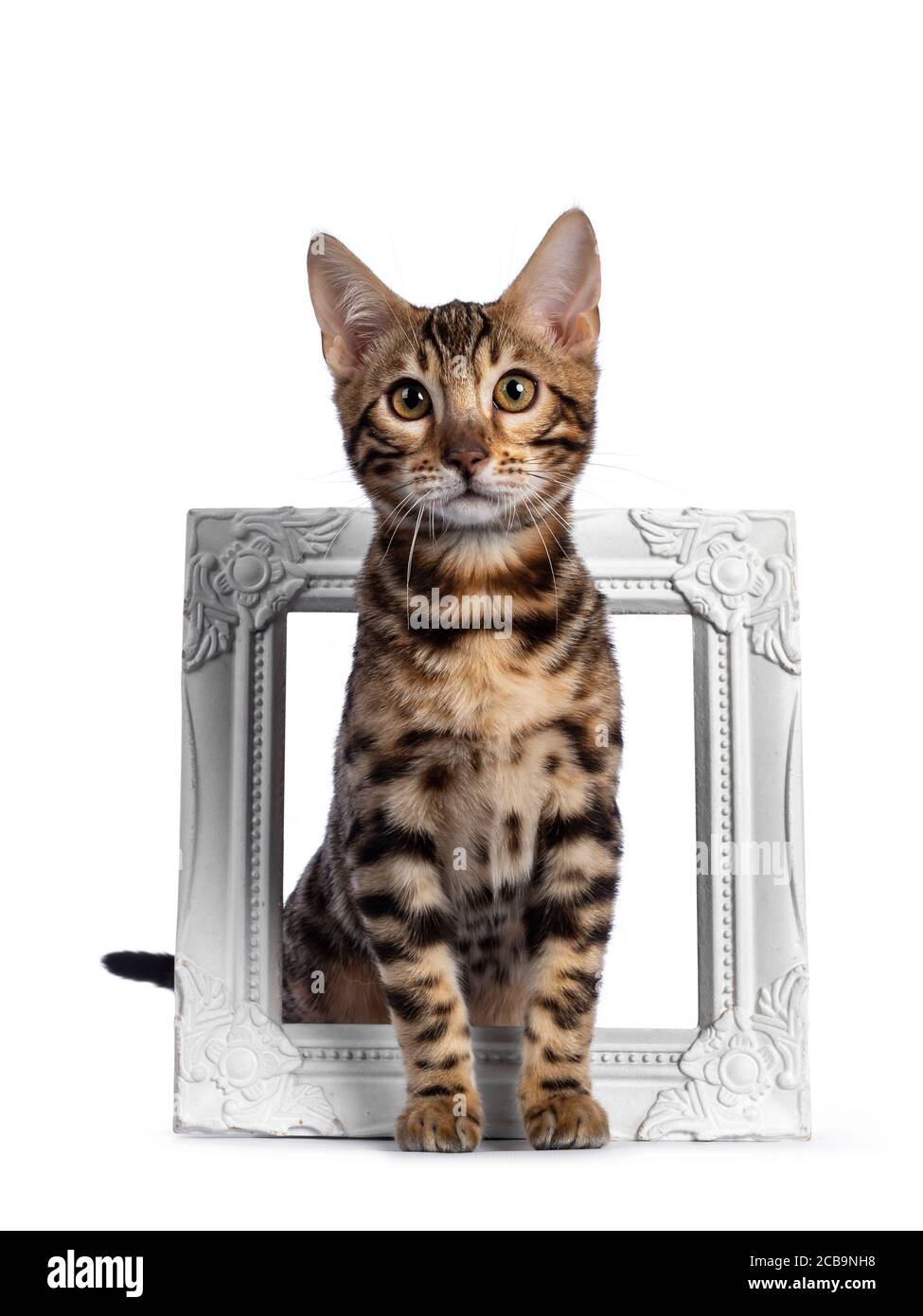 Young bengal cat kitten, standing through white photo frame. Looking at camera with greenish eyes. Isolated on white background. Stock Photo