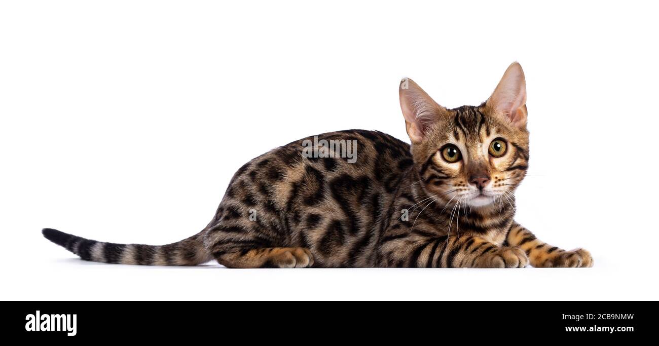 Young bengal cat kitten, laying down side ways. Looking beside camera with greenish eyes. Isolated on white background. Long tail stretched behond bod Stock Photo
