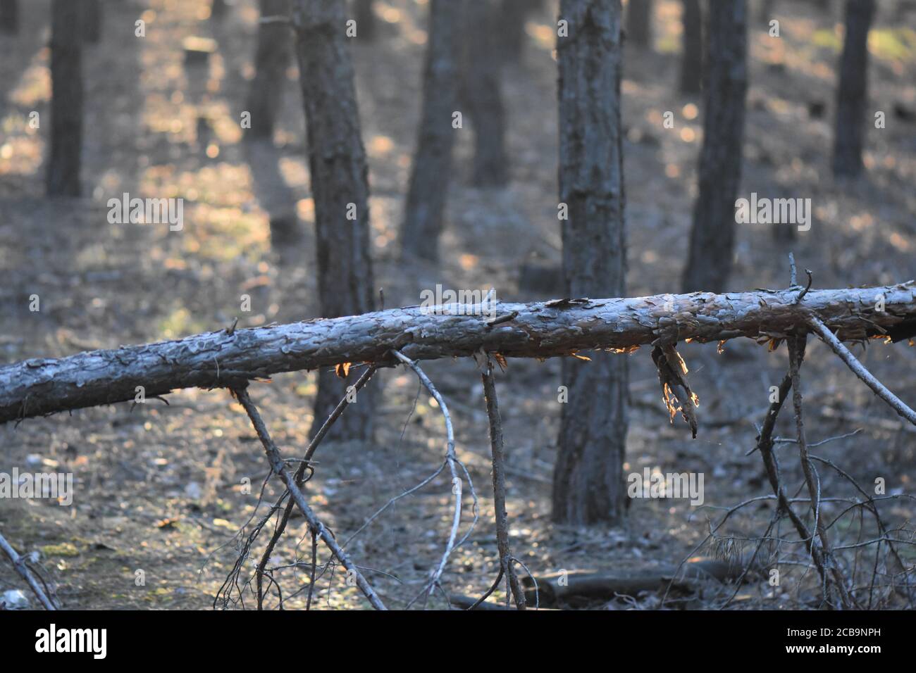 pine tree forest Stock Photo - Alamy