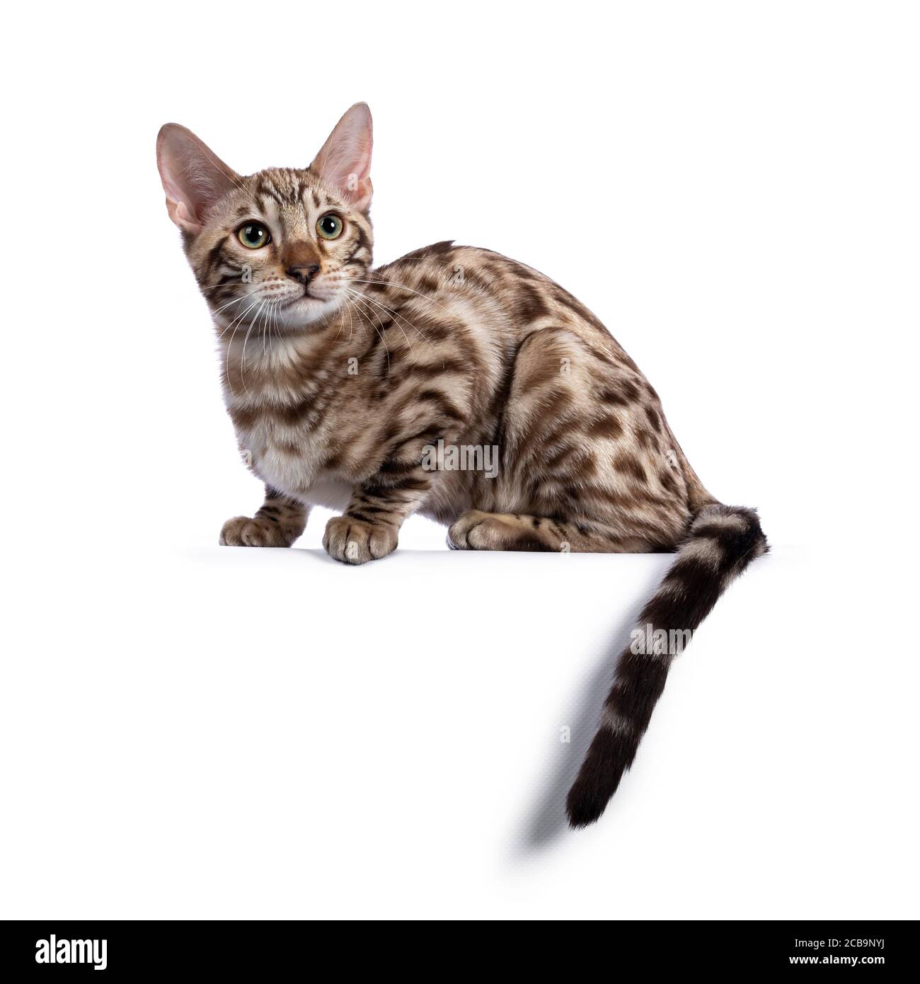 Young snow bengal cat kitten, laying down side ways. Looking above camera with greenish eyes. Isolated on white background. Tail over edge. Stock Photo