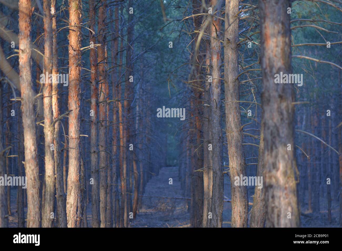 pine tree forest Stock Photo - Alamy